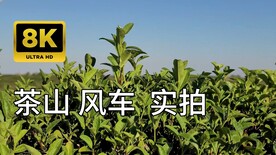 8K茶山