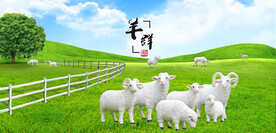 羊群绵羊