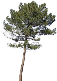 松树
