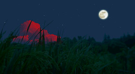 高清稻田月夜治愈系风景视频