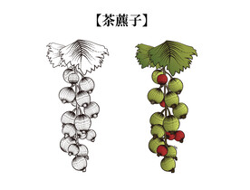 植物茶藨子素材图