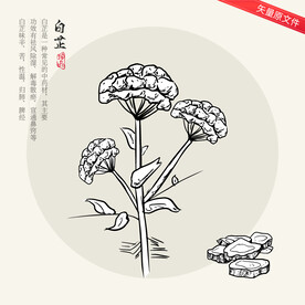 白芷