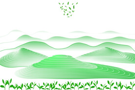 梯田山水茶山云雾茶叶绿茶矢量图