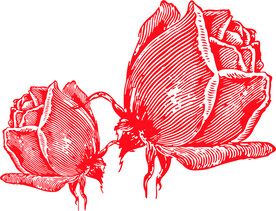 红色玫瑰花插画