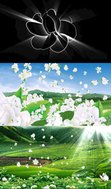 好一朵美丽的茉莉花 