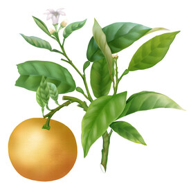 柚子  橘子