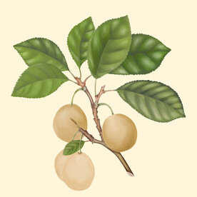 杏子  手绘植物