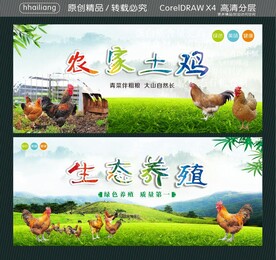 农家土鸡 生态养殖