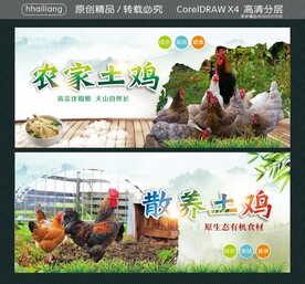 农家土鸡 散养土鸡