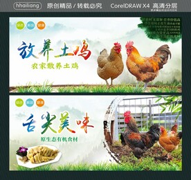 放养土鸡 舌尖美味