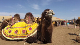 新疆 库木塔里沙漠骆驼
