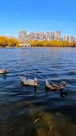 春江水暖鸭先知