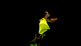 蜗牛与黄蜀葵花开视频素材