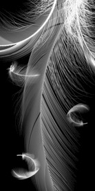 简约复古白色羽毛装饰画