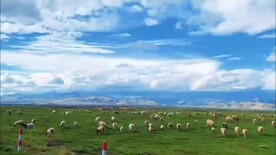 草原蓝天白云河流羊群视频
