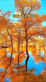 额济纳旗胡杨林宣传视频