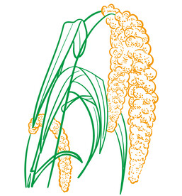 原创手绘小米穗线条插画矢量