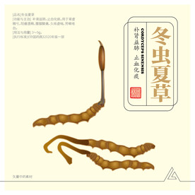 冬虫夏草/虫草
