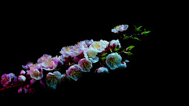 樱桃花开延时摄影