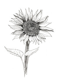 向日葵白描