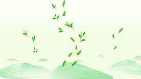 茶叶包装绿茶特写梯田茶山云雾