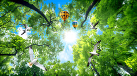 蓝天白云吊顶森林仰望