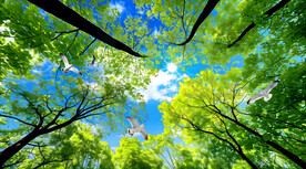 森林仰望天顶画