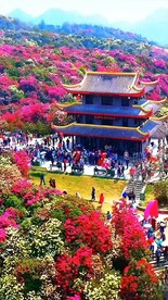 贵州百里杜鹃花