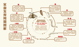 桑蚕发育周期