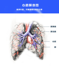 肺血管解剖图