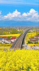 油菜花风景实拍