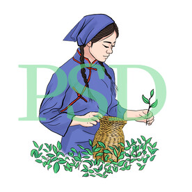 线描采茶女