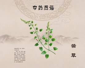 茜草