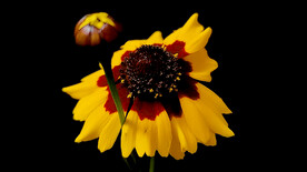 双色金鸡菊花开