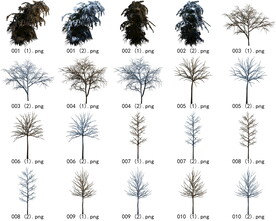 免扣高清景观树枯树雪松素材