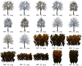 免扣高清景观树枯树雪松素材
