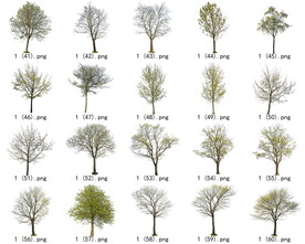 免扣高清景观树开花乔木素材