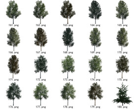 免扣高清景观树国外植物素材