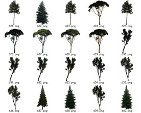 免扣高清景观树国外植物素材