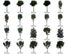 免扣高清景观树国外植物素材