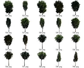 免扣高清景观树国外植物素材