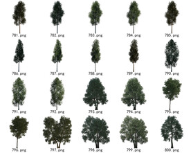 免扣高清园林国外植物素材 