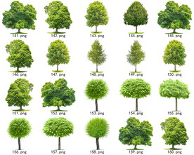 免扣高清景观树常绿乔木素材