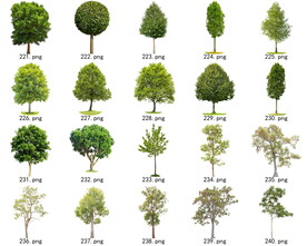 免扣高清景观树常绿乔木素材
