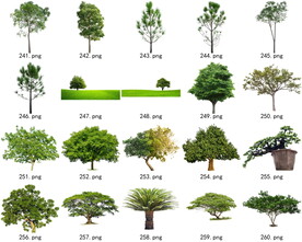 免扣高清景观树常绿乔木素材
