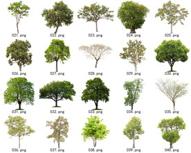 免扣高清景观树常绿乔木素材