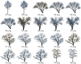 免扣高清景观树常用乔木贴图素材