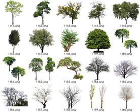 免扣高清景观树常用乔木贴图素材
