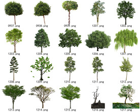 免扣高清景观树常用乔木贴图素材