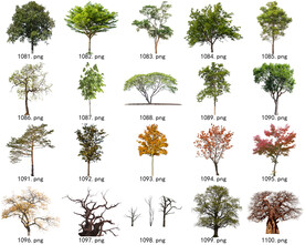 免扣高清景观树常用乔木贴图素材